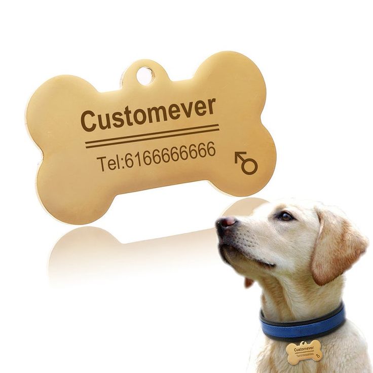Köpek İsim Künyesi